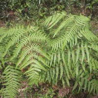 Pteridium revolutum  (Blume) Nakai